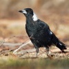 Fletnak australsky - Gymnorhina tibicen - Australian Magpie o4786